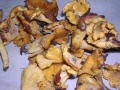 CANTHARELLUS CIBARIUS